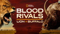«Blood Rivals Lion vs Buffalo: Buffalo Fortress (2014)» — обои к фильму #3