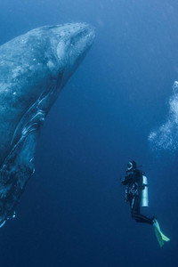 Постер фильма «Whale Patrol (2009)» — (1 из 2)