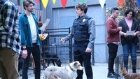 Hunde und Gänse