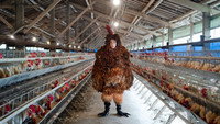 «A Cockerel's Tale (2019)» — обои к фильму #1