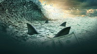 Обои к сериалу «Shark Tank (2009)» — (27 из 63)