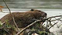 If I Were a Beaver