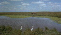 Обои к фильму «Путь Гаучо (1952)» — (12 из 23)