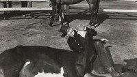 «Аризонской ковбой (1950)» — обои к фильму #1