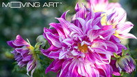 «Moving Art: Flowers (2014)» — обои к фильму #2