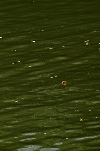 Haikus 2: Waters (2025) poster