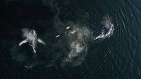 «The Whale and the Raven (2019)» — обои к фильму #1