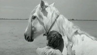 «Белая грива: Дикая лошадь (1953)» — обои к фильму #8