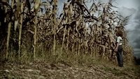 The Fields
