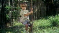 «Мое любимое апельсиновое дерево (1970)» — обои к фильму #1