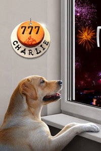 Постер фильма «777 Чарли (2022)» — (13 из 76)