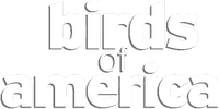 Логотип фильма «Птицы Америки (2008)» — (1 из 5)