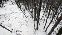 Icebound