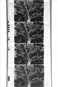 un arbre