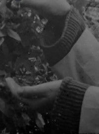 Imagem do Filme Die Erde überwältigt mich, or When the wing of the swallow opens