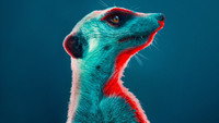 «Meerkat Manor: Rise of the Dynasty (2021)» — обои к сериалу #1