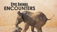 «Epic Animal Encounters (2019)» — обои к сериалу #1