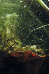 Imagem do Filme Subotopic