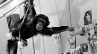 «Полный вперед (1967)» — обои к фильму #5