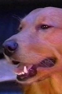 Imagem de Dudley
