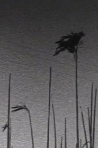 Cornish Winter Reeds and Skies (1989) poster