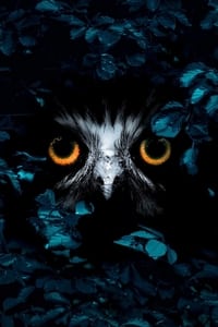 Inside the Forest Seasons of Wonder - Season 1 Episode Guide