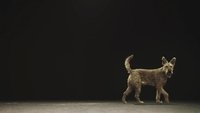Dogs and Us: The Secret of a Friendship