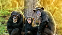 «Meet the Chimps (2020)» — обои к сериалу #2