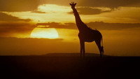 Ace Ventura en Afrique