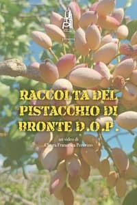 Raccolta del pistacchio di Bronte D.O.P. (2021)