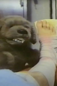 Imagem do Filme Feed the Dog