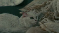 «Героини зла (1978)» — обои к фильму #1