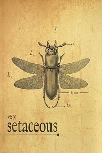 Setaceous