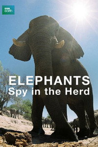 Постер к фильму Elephants: Spy in the Herd (2003)
