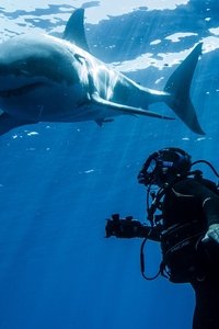 Watch Swimming with Monsters - Season 1 123Movies