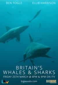 tv show poster Britain%27s+Whales+and+Sharks 2016