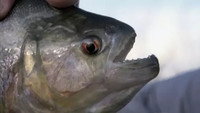 Piranha
