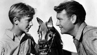 «Победитель на деревянной лошадке (1949)» — обои к фильму #1