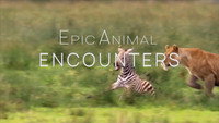 «Epic Animal Encounters (2019)» — обои к сериалу #2