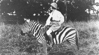 «Симба (1928)» — обои к фильму #4