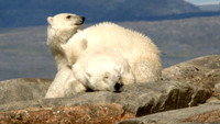«Polar Bears: Ice Bear (2013)» — обои к фильму #5