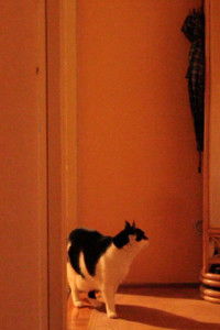 Imagem do Filme Adeptus