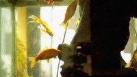 «L'aquarium et la nation (2015)» — обои к фильму #1