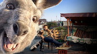 «Осторожно, Кенгуру! (2020)» — обои к фильму #1