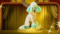 «Haute Dog (2020)» — обои к сериалу #1