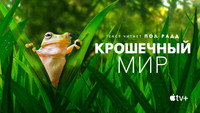 «Крошечный мир (2020)» — обои к сериалу #10