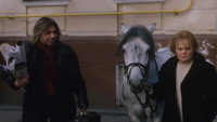 «Год Лошади — созвездие Скорпиона (2003)» — обои к фильму #1
