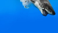 «When Sharks Attack (2013 - 2020)» — обои к сериалу #5
