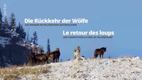 «Die Rückkehr der Wölfe: Das Wunder im Yellowstone-Nationalpark (2017)» — обои к фильму #1