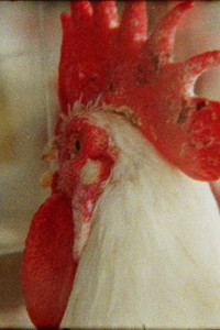 Imagem do Filme Ilanga Alikho